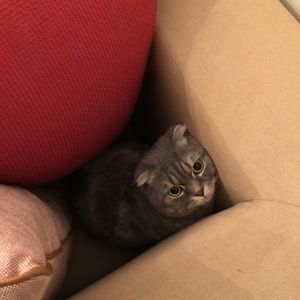 Meet your Posher, Sophia